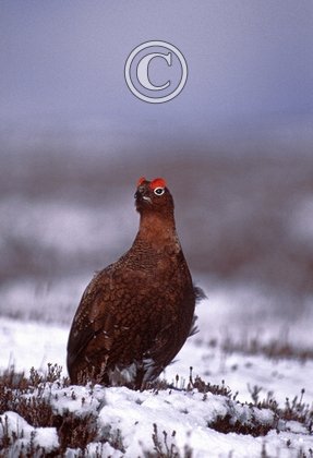 Red Grouse in the Snow